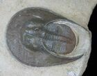 Rare Harpid Trilobite From Jorf #16057-1